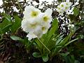 Himalayan White Primrose