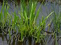 Indian Paddy-Grass