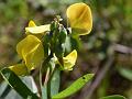 Indian Rattleweed