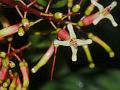 Intermediate Mistletoe