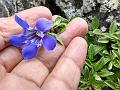 Kashmir Gentian