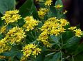 Lanceleaf Senecio-Inula