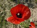 Large-Mouth Poppy