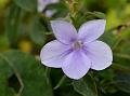 Long-Flower Blue Bush-Violet