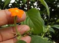 Long-Sepal Mussaenda