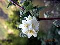 Long-Stamen Snow Flower