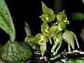 Maskeliya Bulb-Leaf Orchid
