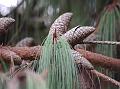 Mexican Weeping Pine