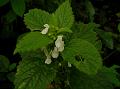 Mint-Leaf Slitwort