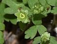 Moschatel