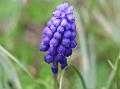 Musk Hyacinth