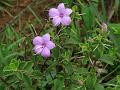 Mysore Bush-Violet