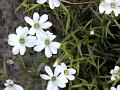 Narrowleaf Chickweed