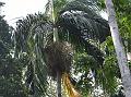 Nicobar Palm