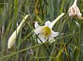 Nilgiri Long-Flowered Lily