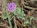 Oblique Knob-Bush