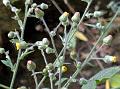 Panicled Knob-Bush