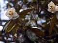 Pendulous Rhododendron