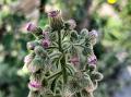 Pink Knob-Bush