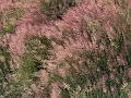 Pink Mist Grass