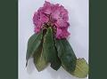 Pink-Bell Rhododendron