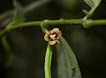 Ponmudi Bowl-Flower