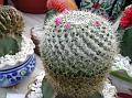 Pretty Nipple Cactus