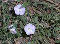 Prostrate Bindweed