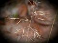 Rigid Needle Grass