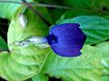 Rough-Leaf Tongue-Lip