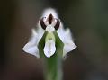 Roundleaf Henry-Orchid
