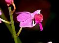 Showy Moth Orchid