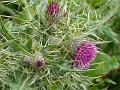 Silver-Spine Thistle