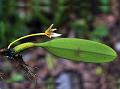 Single Flowered Bulb-Leaf Orchid