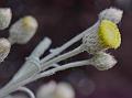 Snow-White Cudweed