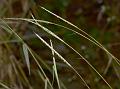 Soft Muraina Grass