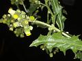 Sow-Thistle Knob-Bush