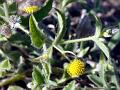 Spiny-Leaf Knob-Bush