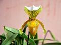 Splendid Slipper Orchid