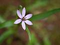 Star Grass Lily