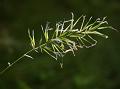 Sweet Vernal Grass
