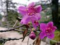 Tall Scaly Rhododendron