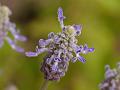 Thick-Leaf Lavender