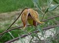 Tibetan Clematis