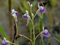 Tiny Blue Bladderwort