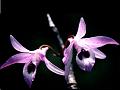 Translucent Dendrobium