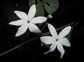 Travancore Jasmine