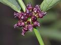 Twisted Swallow-Wort