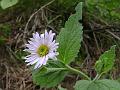 Veined-Leaf Senecio-Inula