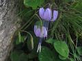 Viola-Leaved Blue Sow-Thistle